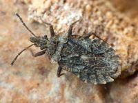 Aradus betulae