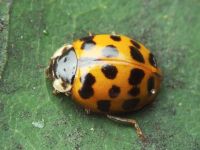 Harmonia axyridis