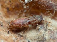 Monotoma quadrifoveolata
