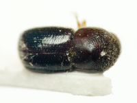 Anisandrus maiche