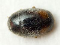 Scymniscus biflammulatus