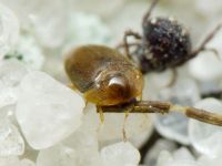 Sericoderus lateralis