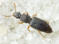 Monotoma brevicollis
