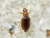 Melanophthalma