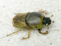 Euoniticellus fulvus