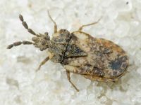 Aradus depressus