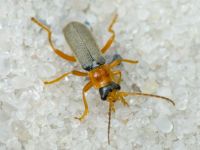 Cantharis lateralis