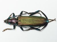 Aromia moschata