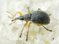 Eutrichapion viciae