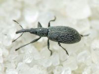 Stenopterapion (Stenopterapion) tenue