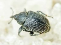 Rhinusa tetra