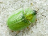 Cassida (Cassida) prasina