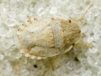 Sciocoris deltocephalus
