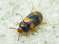 Mycetophagus quadripustulatus