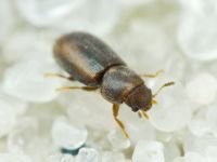 Orthocis lucasi