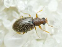 Melanophthalma