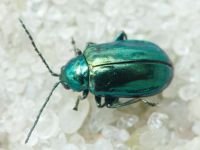 Altica quercetorum