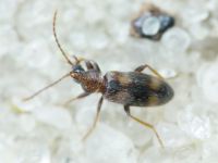Notoxus trifasciatus