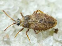 Oncochila simplex