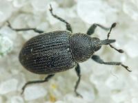 Rhinusa antirrhini