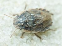 Menaccarus (Oploscelis) arenicola