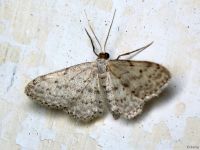 Idaea seriata