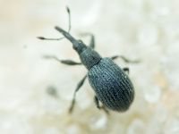 Apioninae