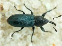 Mecinus janthinus