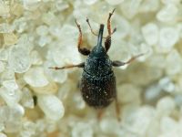 Mecinus plantaginis
