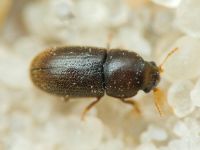 Ciidae