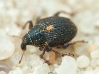 Rhinoncus leucostigma