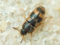 Litargus connexus