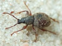 Curculionidae