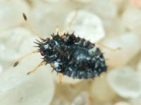 Dictyla humuli