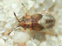 Kleidocerys resedae