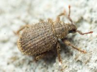 Curculionidae