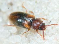 Cryptophilus obliteratus