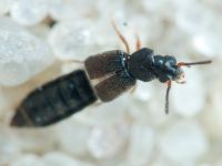 Staphylinidae
