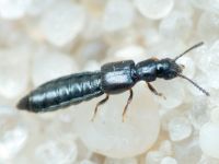 Staphylinidae