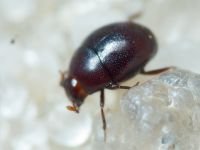 Abraeus perpusillus
