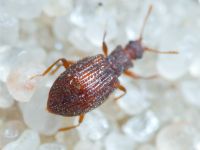 Stephostethus angusticollis