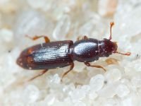 Coleoptera