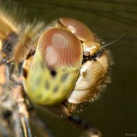 Sympetrum striolatum