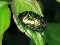 Cetonia aurata