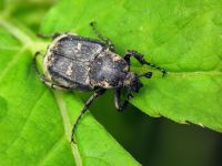 Valgus hemipterus