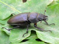 Lucanus cervus