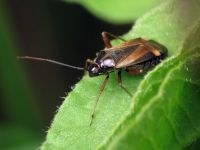 Adelphocoris seticornis