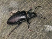 Prionus coriarius