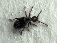 Anthicus ater