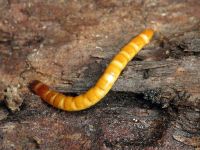 Elateridae